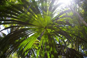 Belize jungle