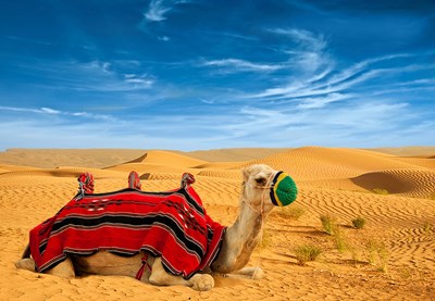 Desert Safari with Camel Ride
