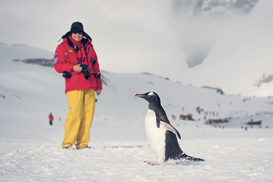 Penguin