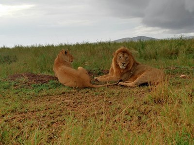 Zanzibar lions
