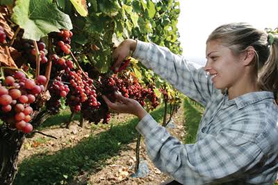 grape picking
