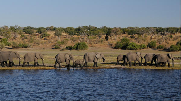 elephants at waterside - https://pixabay.com/en/elephant-africa-river-botswana-1653016/