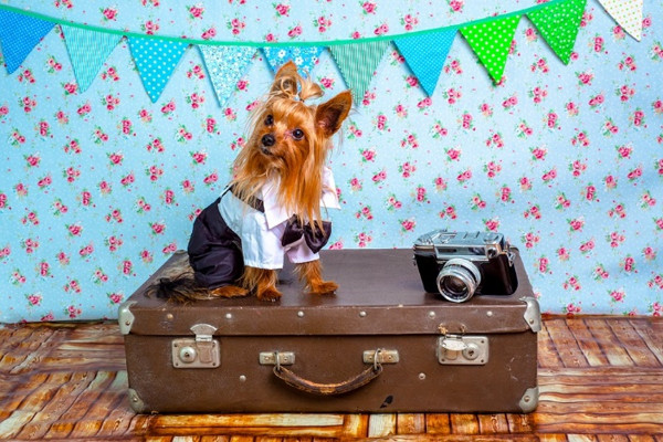 dog on suitcase